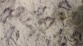 World's oldest painting found in Borneo