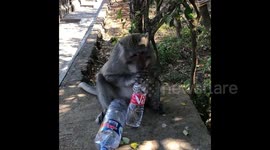 MONKEY STEALS GLASSES AND HOLDS THEM TO RANSOM & DRINKS WATER FROM A BOTTLE