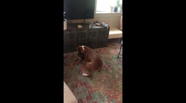 Boxer and Cat Play Fight