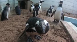 Curious Penguin Finds Camera  A Tiny Bit Scary