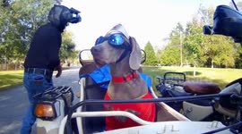 Dog dressed as Wonder Woman patrols the hood