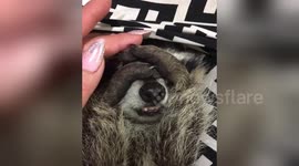 Adorable raccoon really doesn't want to wake up