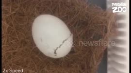 Video captures the moment a rare Mauritius pink pigeon chick hatched
