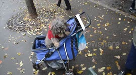 Paris, France: Funny Dog in a baby buggy eating crumbles of viennoiseries. (7 november 2018, Avenue d'Italie, Paris, France).
