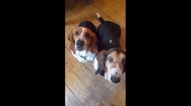 basset hound dog talking asking for pizza sounds like star wars sound effects