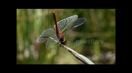Ruddy Darter Dragonfly Sympetrum sanguineum male assuming the obelisk position on a hot day