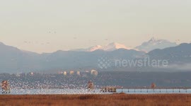 Eagles, snowgeese, herons and coyotes yipping