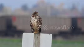 Watching trains go past