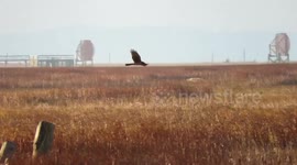 Harrier in the wind hunting the marsh