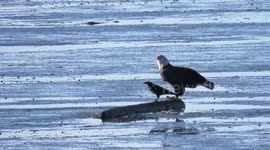 Crows and bald eagle