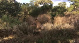 Younger Lion brother mating