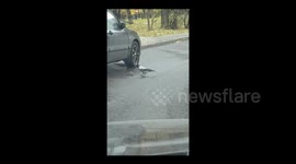 Brave Raven vs. Big Rat