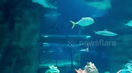 santa claus underwater