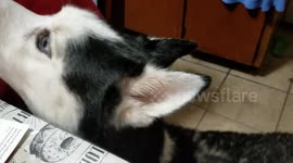 Young Husky Made It Clear He Wants Food