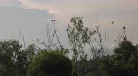 Day of the flying storks.