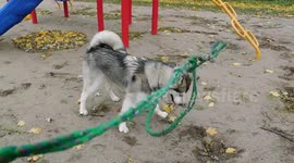 Alaskan Malamute Sojou Zoomie Phenomena
