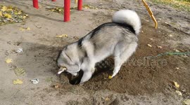 Alaskan Malamute Sojou Digging Frenzy