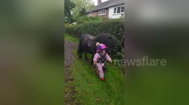 Three-year-old takes pony for a walk