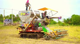 Harvesting rice in Thailand.