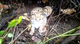 Cute moment tiny leopard cub tries - and fails - to let out a mighty roar