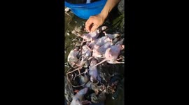 Tastes mice! Villagers prepare plump rodents for dinner in Vietnam