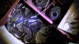 Enormous python caught curled up next to empty coke bottles