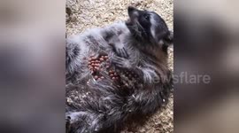 Fat raccoon enjoys eating from own belly