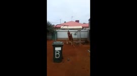 Rocco boxing training