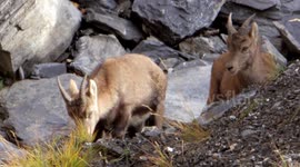 young Alpine Ibex relaxing