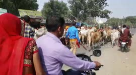 RAW: Watch villagers in India get trampled by herd of cows for Diwali