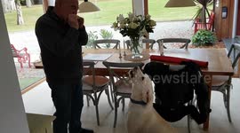 Singing Labradoodle