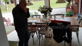 Adorable labradoodle 'sings' along while owner plays harmonica