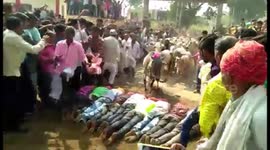 Indian villagers get voluntarily stampeded by cattle for Diwali