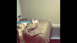 Cat chasing tail falls off bed