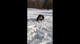 Fluffy Bernese Mountain Dog Dives into Deep Snow