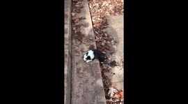 Sweet moment as dog mum helps her struggling pup climb a stair