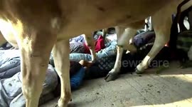 Watch villagers in India get trampled by herd of cows for Diwali