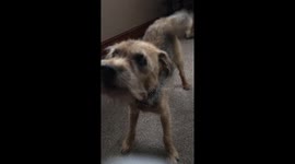 This deaf dog gets so excited to finally see his owner again after four weeks