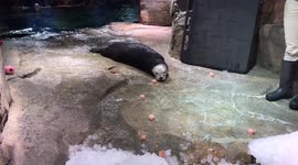 Sea otter hoards all treats for himself at aquarium