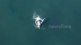 Stunning! Drone footage shows humpback mother and calf breaching