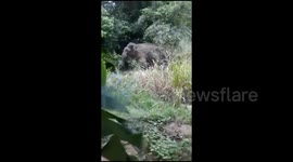 Rampaging elephant charges in to village damaging properties
