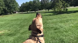 Proud dog howls with firetruck