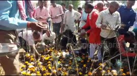 Children tossed in cow dung for good luck during Hindu festival