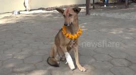 Stray dogs are fed and cared for during Nepalese 'Day of the Dog' festival