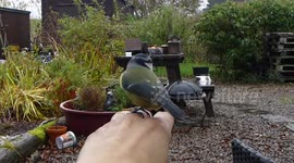 Bird flying off my finger