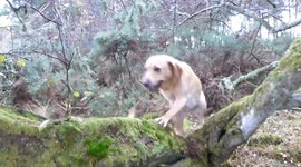 Tree Climbing dog, Fail