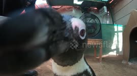 Penguin Attacks Cameraman
