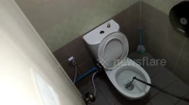 10ft long python caught in toilet after biting Thai man's penis