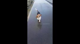 Big floppy dog ears blowing in the wind. Basset hound has a walk in high winds