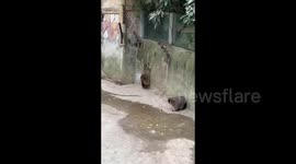 Chubby raccoons can't jump!